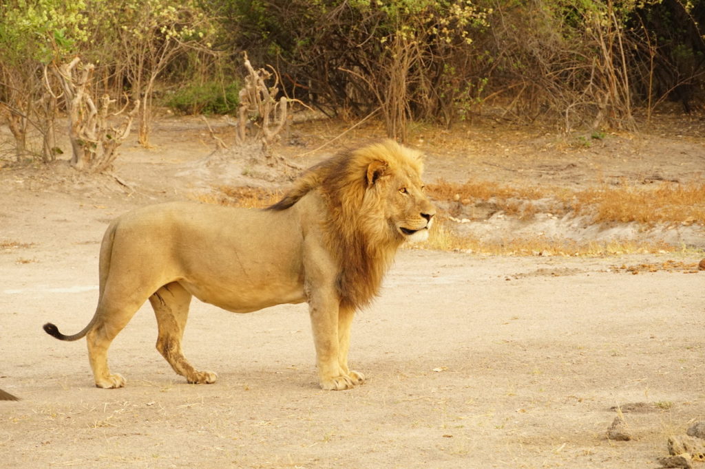 Son of Sekekama and one of the males of the Northern Pride.